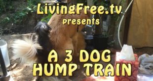 3 Way Dog Hump Train – A Small Horny Dog Humps 2 Other Dogs