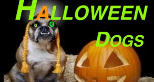 30 HALLOWEEN DOG OUTFITS -COSTUMES-CLOTHES DRESS UP DIY Dog Food by Cooking For Dogs