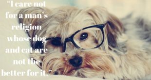 30 minute of Music for Small Dogs