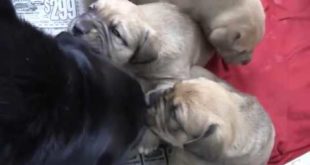 4 Week Puppies Bat Big Dog Eyes & Nibble with Big Dog Teeth