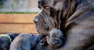 40 amazing pictures of big Dogs with their small Puppies