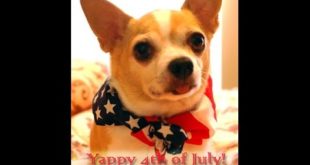 4th of July Dog Treat, Toys and Clothes
