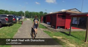 5 month old German Shepherd has an amazing transformation with Off Leash K9 Training, Maryland