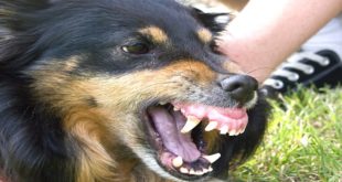 50 Most Dangerous Dog Breeds in the World
