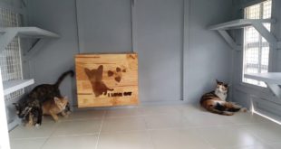 ขายบ้านแมว รับสร้างบ้านแมว กล่องแมว — cat house by Thai Dog House 093-7892353