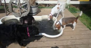 6/26/16 Small Dog Play