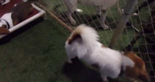 6/27/16 Small Dog Play