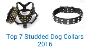 7 Best Studded Dog Collars 2016