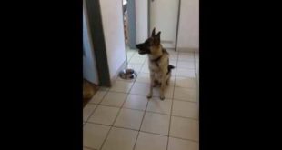 7 months old , german dog! searching for his food!