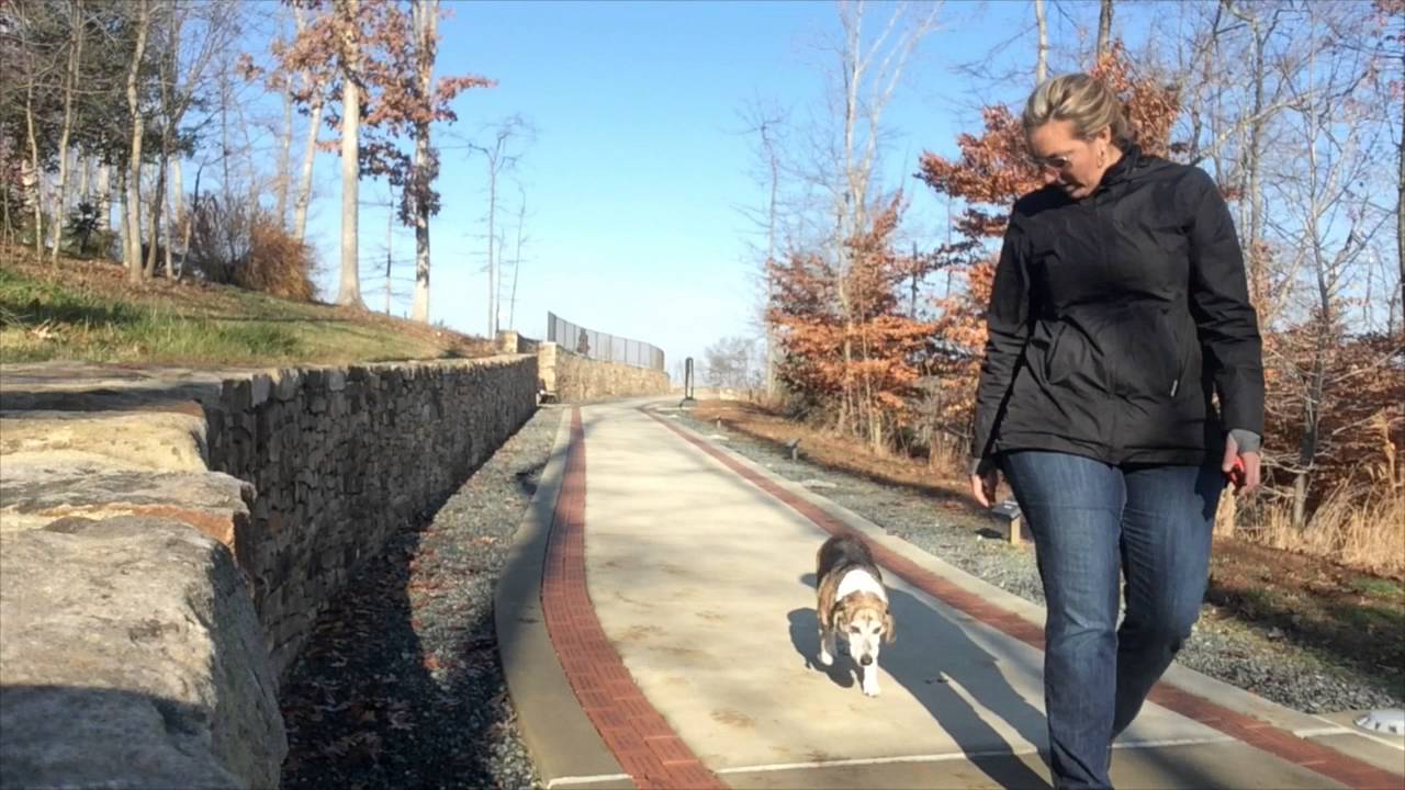 7-Year Old Hound, Toby! Confidence/Dog Issues! Electronic Collar Trainers in Charlottesville