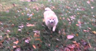 8-Month Old Pomeranian, Apollo!  Small Dogs Are Amazing, Too! Virginia!