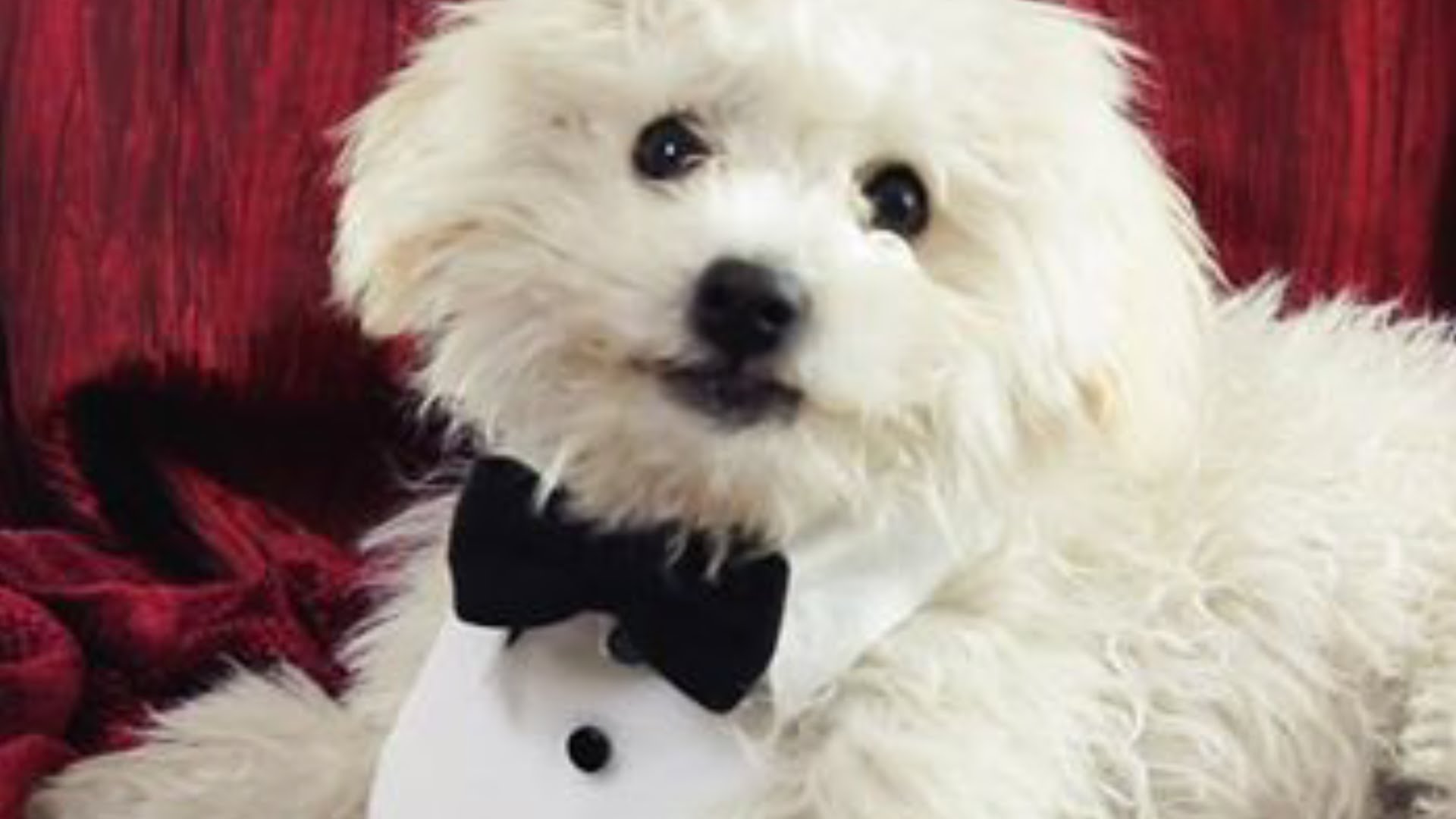 A Dog Collar Tuxedo for Your ‪#‎NiftyPets‬