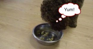 A Home Dog Eeating  ‘Pure Pet Food’ | Cheap Dog Food available here