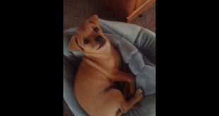 A small dog sleeping