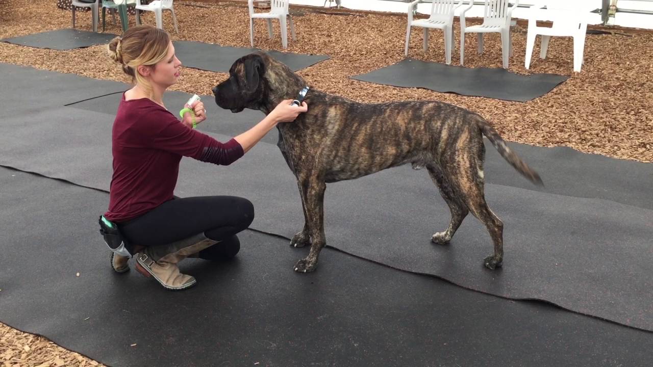 Accustom dogs to having their collar handled