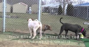 Adopted Blitz D-68710 – Sweet Dog, Great House Pet at BCAS