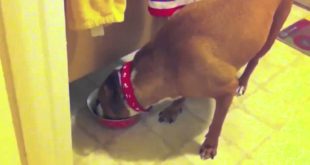 Adorable Little Dog Steals Big Dog s Food 10154219