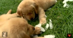 All Dogs and Cute Puppies Romance,Small dog breeds that are the cutest creatures on the planet