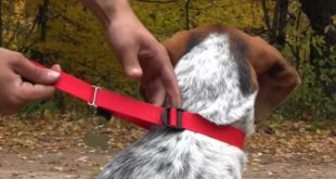 All Ready Leash Dog Collar/Leash Combo