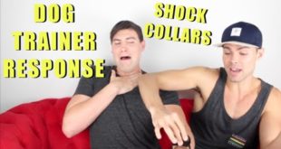 Alx James Uses Shock Collar On Dog/Himself (PROFESSIONAL DOG TRAINER RESPONSE)