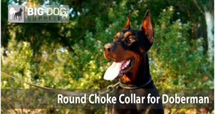 Amazing Doberman Walking on the Beach in Classic Design Dog Collar