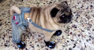 Amazing dog (Pug) walks in shoes and clothes