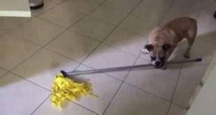 Amazing Dog Tricks moping the house  !!!