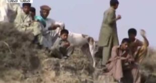 Amazing Race Dog and Rabbit 2016 !!! You Never Seen it before