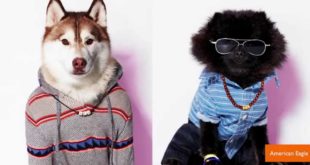 ‘American Beagle Outfitters’ Line for Dogs is Likely an April Fool’s Joke