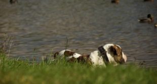 American Bulldog Enjoying Sunny Day in Wide Leather Dog Collar