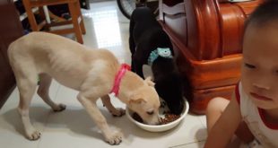 An Na no food aggression with other dog