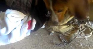 ANGRY DOG TEARING A BAG AND CLOTHES