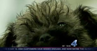 Animal Welfare rescues nearly 40 dogs from home   KFOR com