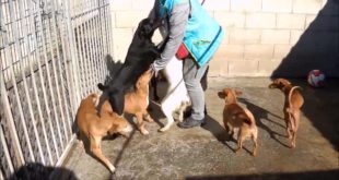 Animalinneed Shelter: Puppies and small dogs (Parque 1