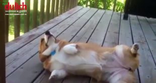 Animals Funny – Cute dog corgi dance and small dog eating watermelon