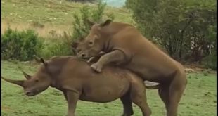 Animals Mating 2016 – Dog mating, tiger, Rhino, house mating, lion mating
