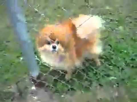 Anti Bark Dog Collar Can a Bark Collar Work