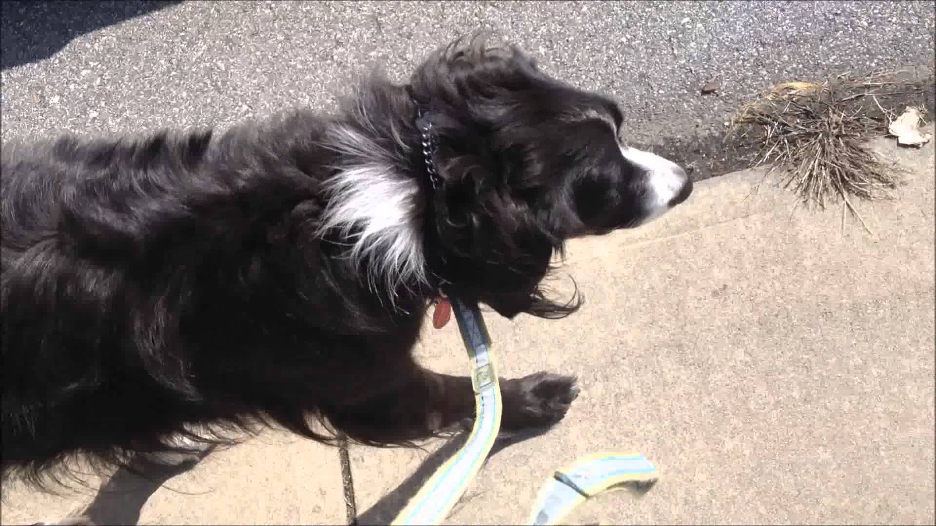 Asheville Dog Training: Prong collar part 2: The Walk