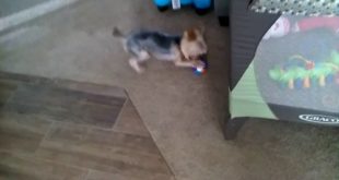 At the babysitters house and the fun dog?