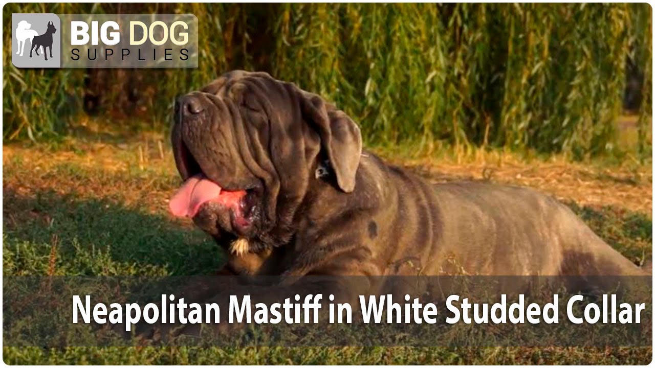 Awesome Neapolitan Mastiff in “White Trendy” Super Stylish Dog Collar