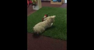 Baby Blu and Benji dance in slow motion