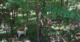 Baby deer shows small dogs who’s boss