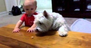 Baby helps dog reach food