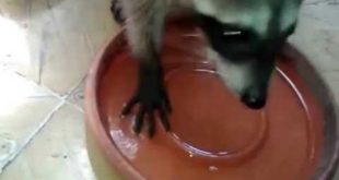 Baby raccoon eating dog food
