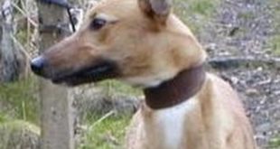BARF Dog Food Diet Overview