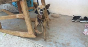 Barking aggressive small dog (bellender aggressiver kleiner Hund)