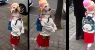 Barking mad clip of dog enjoying ‘walkies’ in women’s clothes