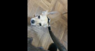 Bear plays with small dogs