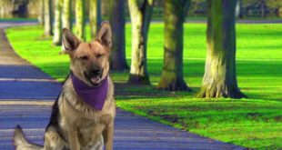 Beautiful Dog Apparel: The Convenient and Moisture Wicking Alpha Line