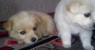 Красивые маленькие собачки / Beautiful small dogs